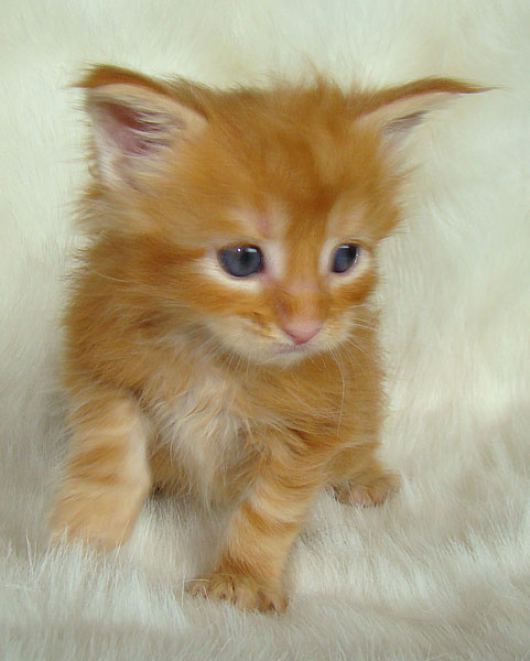     Catsvill County!   !    !       !!!    Catsvill County +7-926-544-74-09     .   ,   ,   ,    ,   ,  ,     ,   -,    ,   !